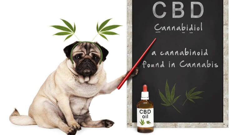 Best CBD Oil Brands for Pets on the Market (2020)