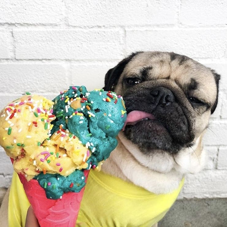 Doug the Pug