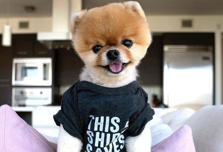 Jiff Pom