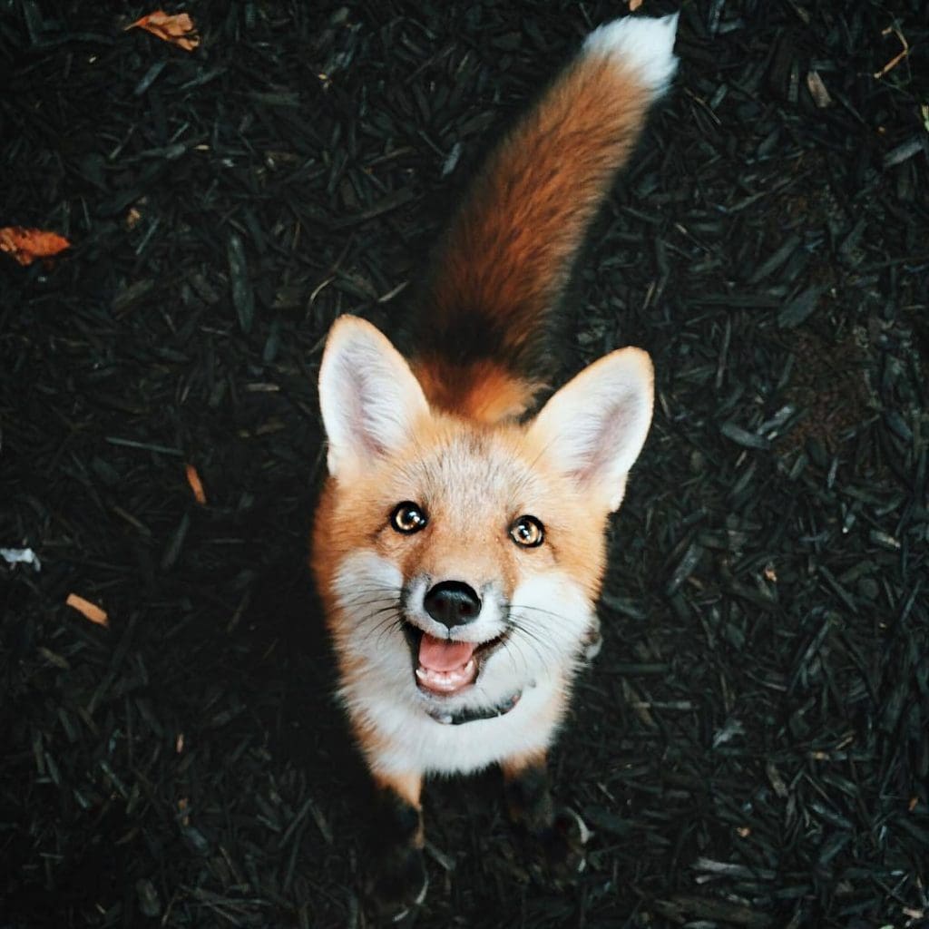 Juniper Fox