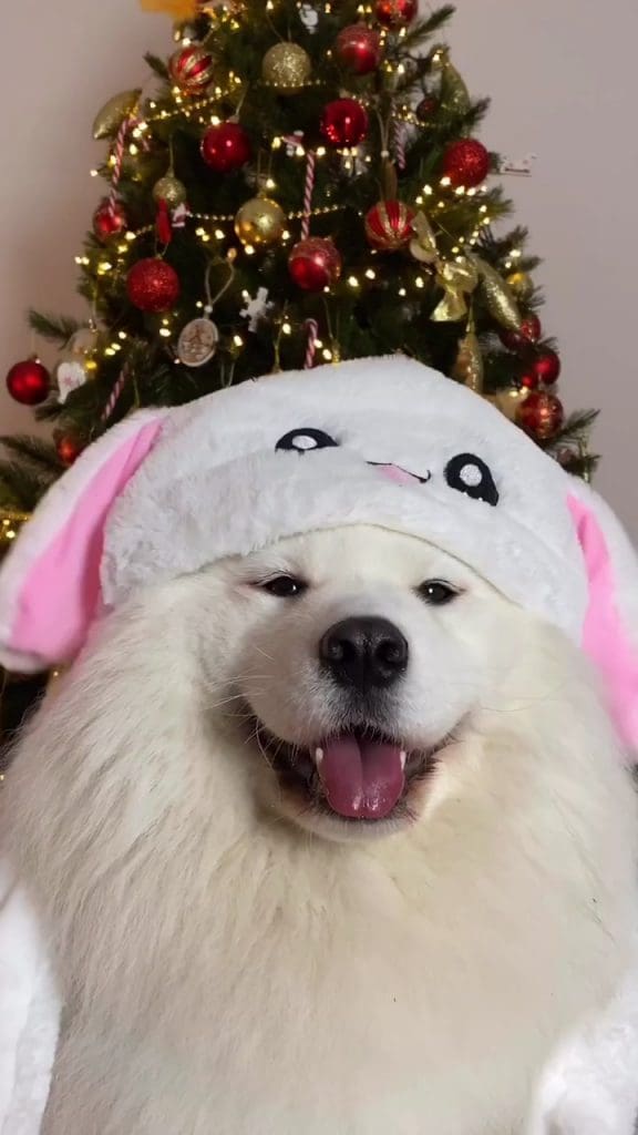 Maya Polar Bear