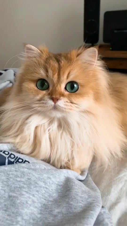 Smoothie the Cat