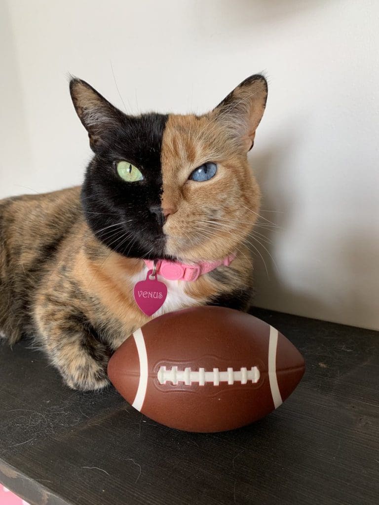 Venus Two-Faced Cat