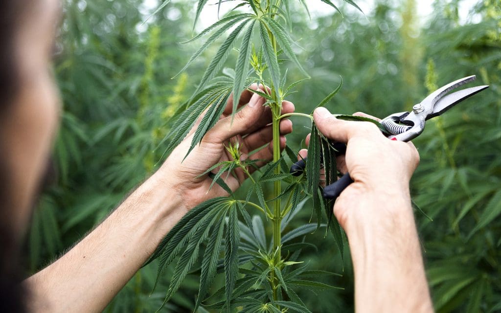 Hemp