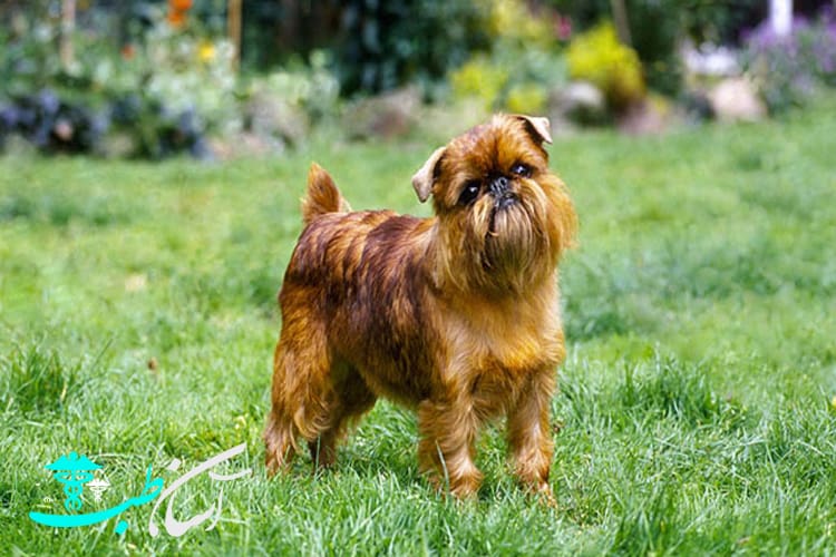 Brussels Griffon