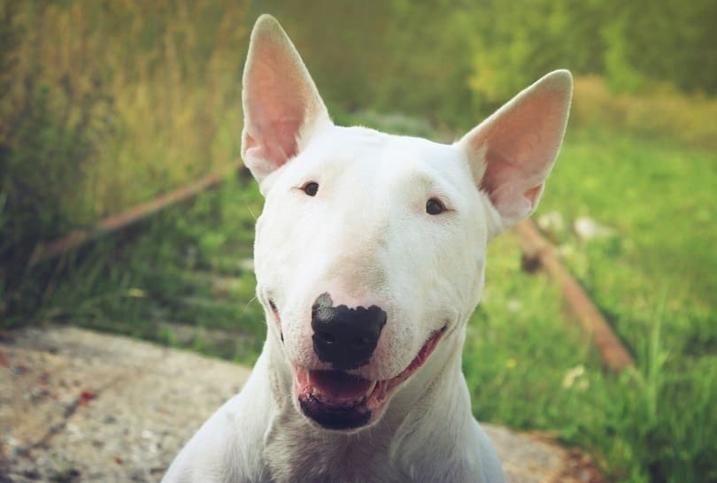 Bull Terrier