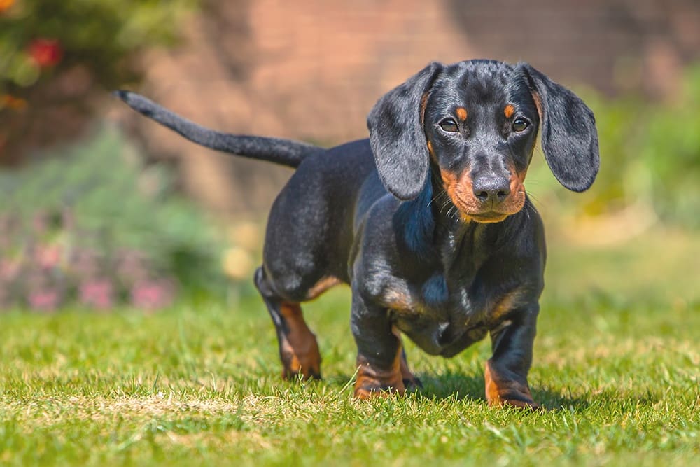 Dachshund