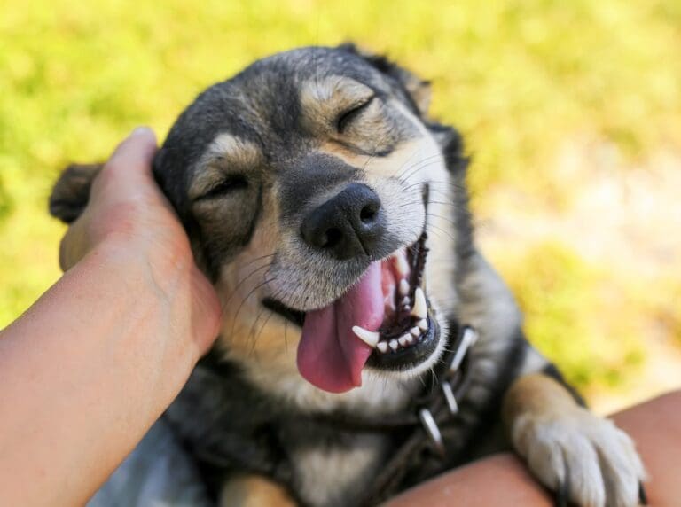 5 Funny Dog Breeds That Make Great Pets