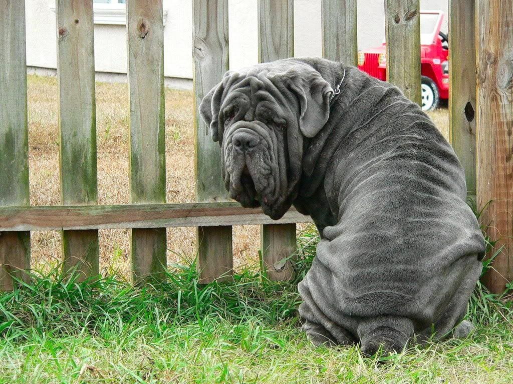 Neapolitan Mastiff